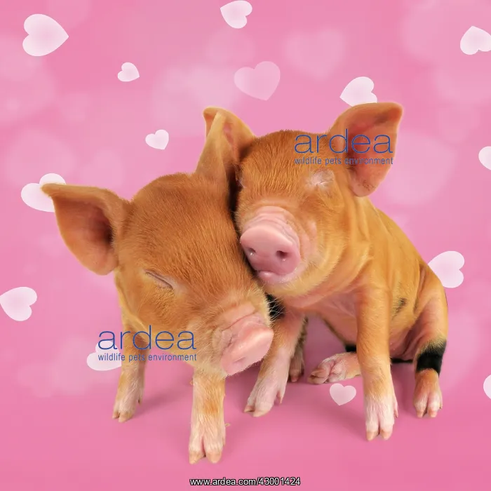 : Two Kune piglets cuddling each other with heart : Two Kune piglets cuddling each other with heart