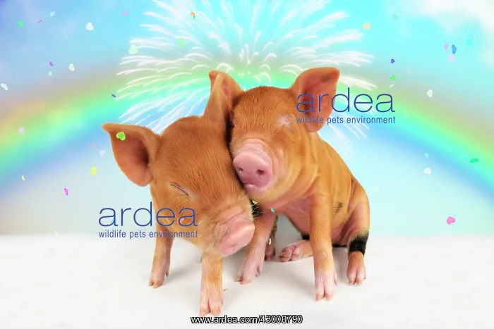 : Kune piglets pair embracing under rainbow firework : Kune piglets pair embracing under rainbow firework