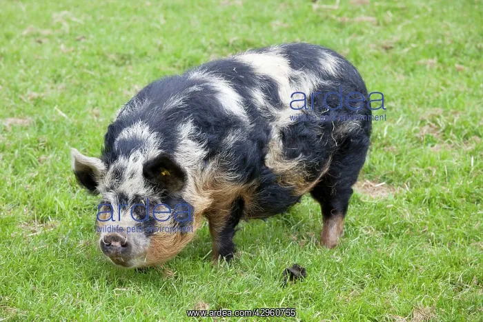 : Kune sow grazing : Kune sow grazing