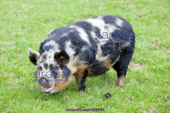 : Kune sow grazing : Kune sow grazing