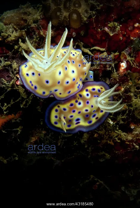 : Kune's Chromodoris Seaslug : Kune's Chromodoris Seaslug