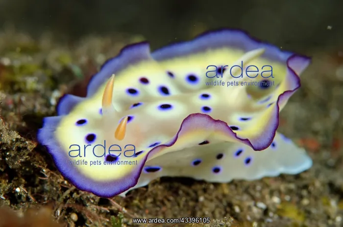 : Kune's Nudibranch : Kune's Nudibranch