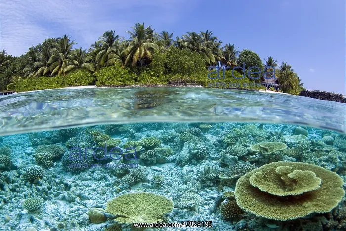 : Kuramathi Island, Maldives, Indian Ocean : Kuramathi Island, Maldives, Indian Ocean