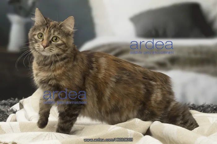  : Kurilian bobtail brown tortie spotted tabby cat indoors