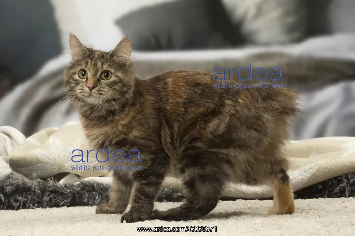  : Kurilian bobtail brown tortie spotted tabby cat indoors