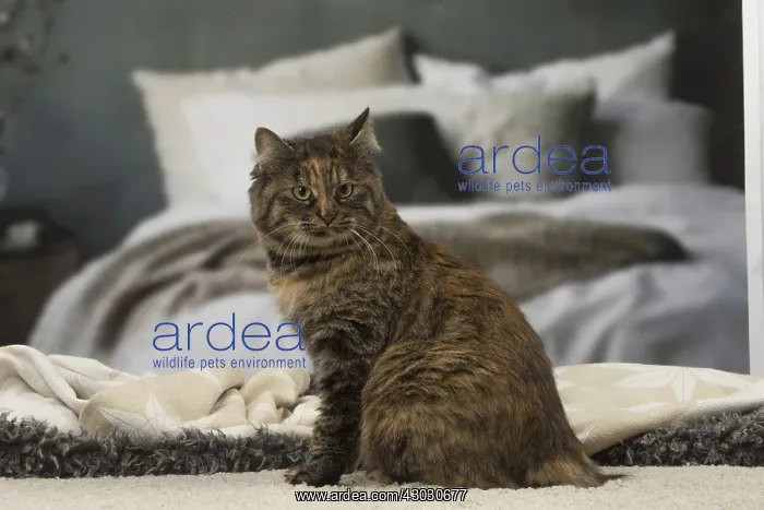 : Kurilian bobtail brown tortie spotted tabby cat indoors : Kurilian bobtail brown tortie spotted tabby cat indoors