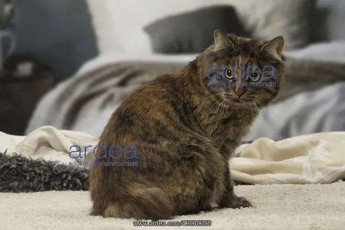 : Kurilian bobtail brown tortie spotted tabby cat indoors : Kurilian bobtail brown tortie spotted tabby cat indoors