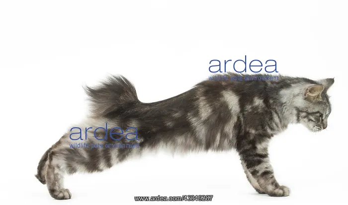 : Kurilian Bobtail Cat : Kurilian Bobtail Cat