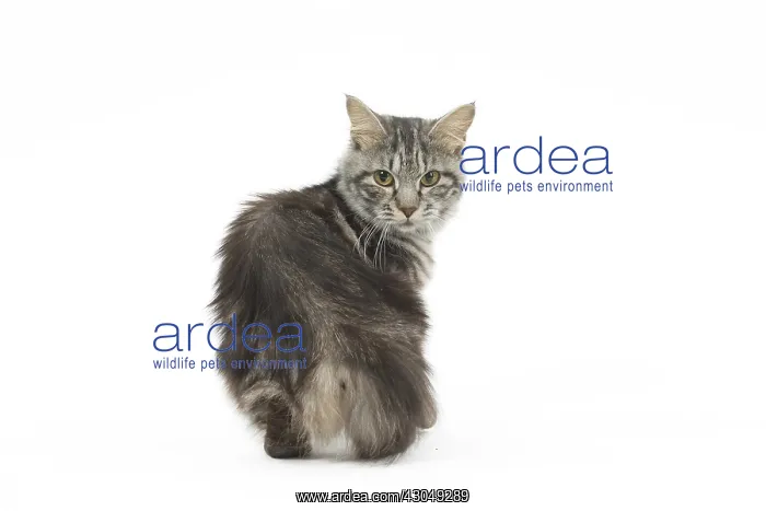  : Kurilian Bobtail Cat