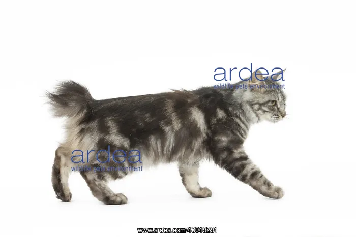  : Kurilian Bobtail Cat