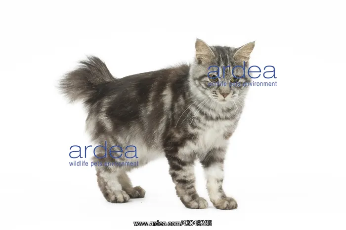  : Kurilian Bobtail Cat