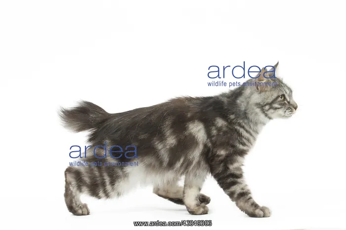  : Kurilian Bobtail Cat