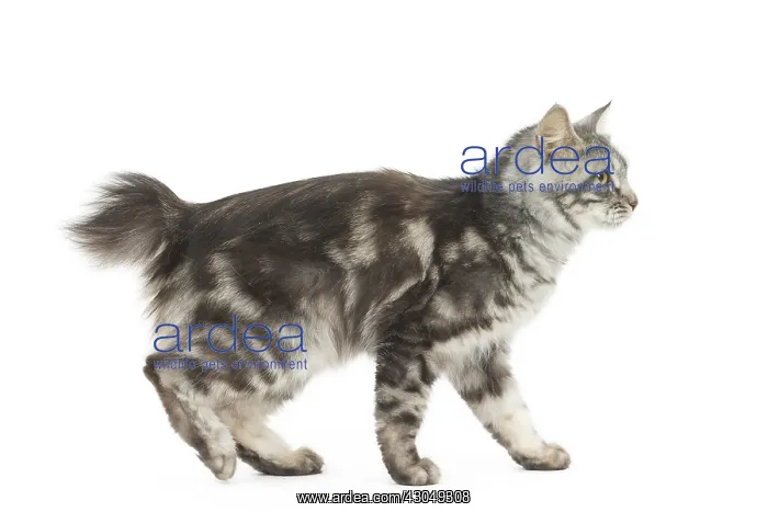  : Kurilian Bobtail Cat