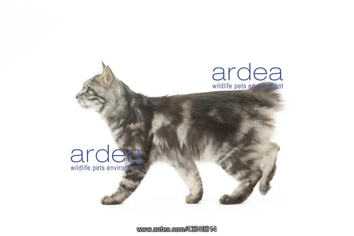  : Kurilian Bobtail Cat