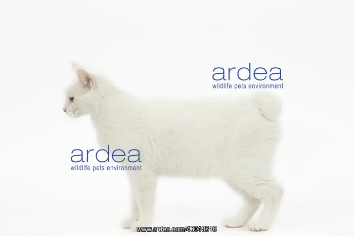  : Kurilian Bobtail Cat