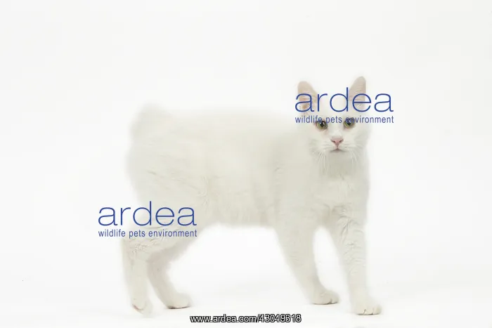  : Kurilian Bobtail Cat