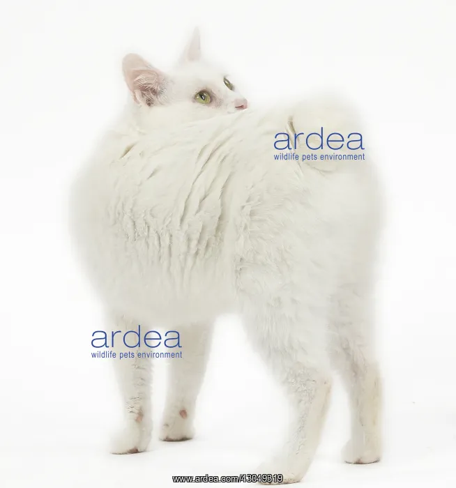  : Kurilian Bobtail Cat