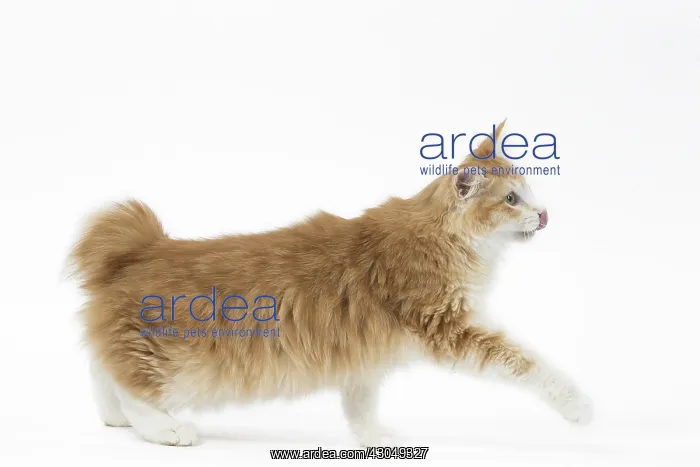  : Kurilian Bobtail Cat
