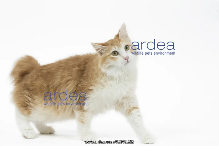  : Kurilian Bobtail Cat