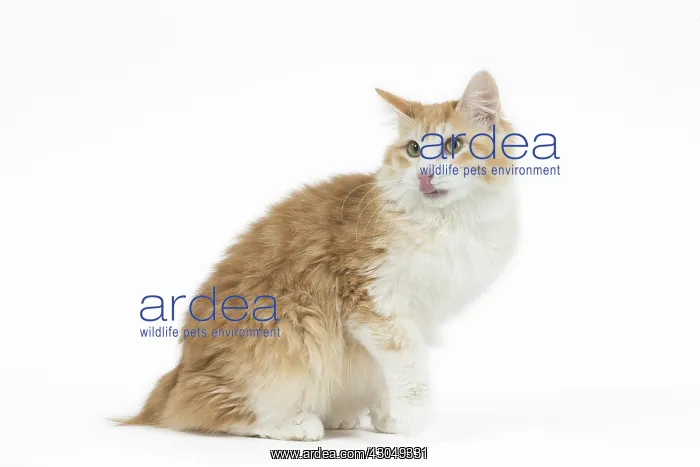  : Kurilian Bobtail Cat