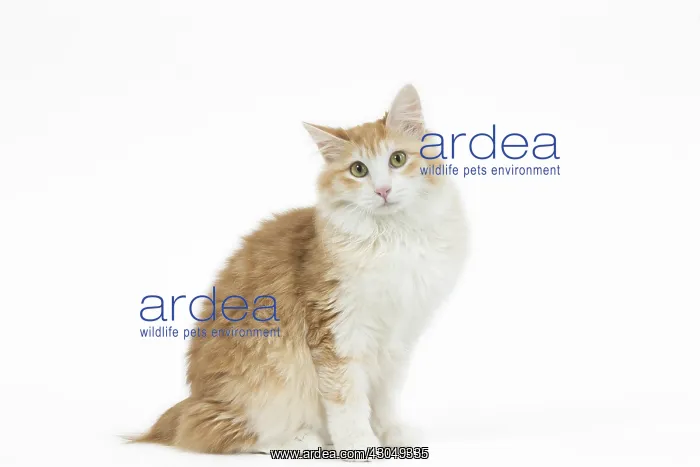  : Kurilian Bobtail Cat