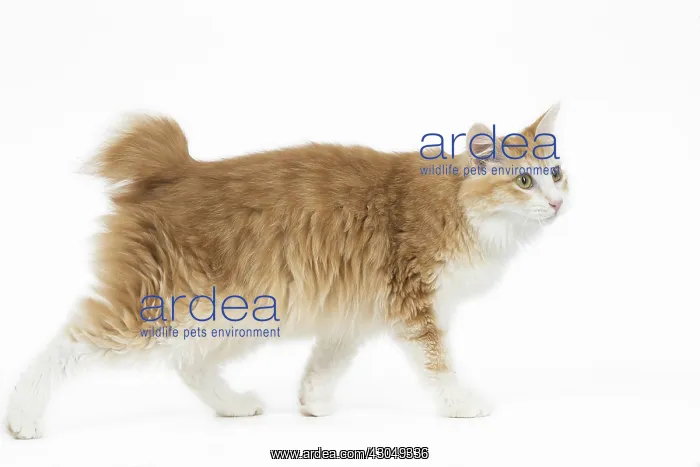  : Kurilian Bobtail Cat
