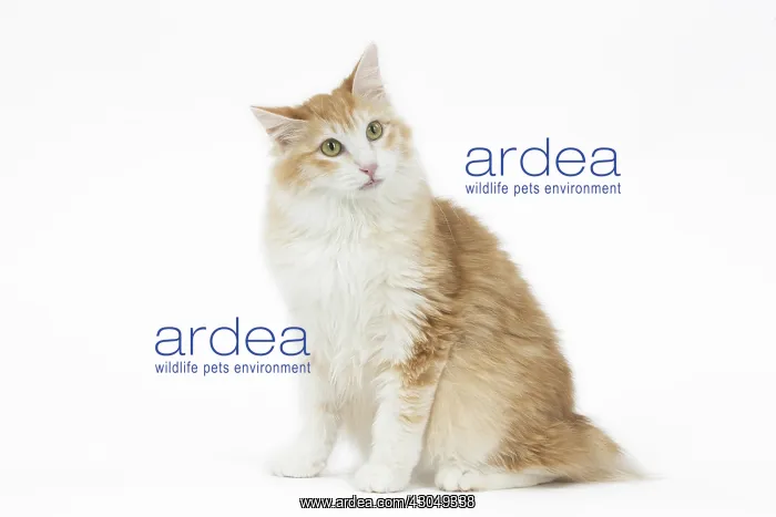  : Kurilian Bobtail Cat