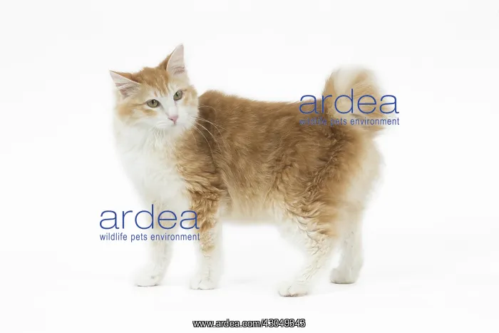  : Kurilian Bobtail Cat