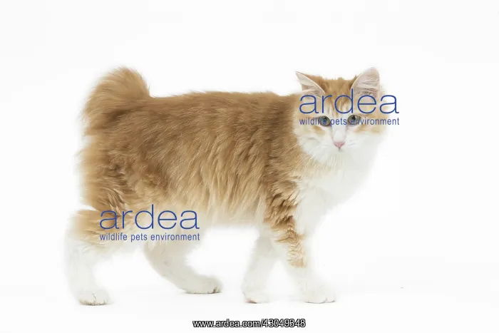  : Kurilian Bobtail Cat