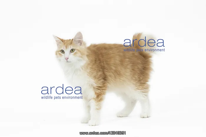  : Kurilian Bobtail Cat