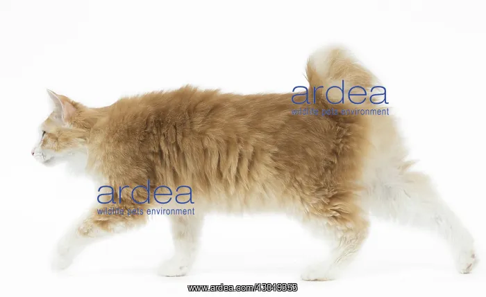  : Kurilian Bobtail Cat