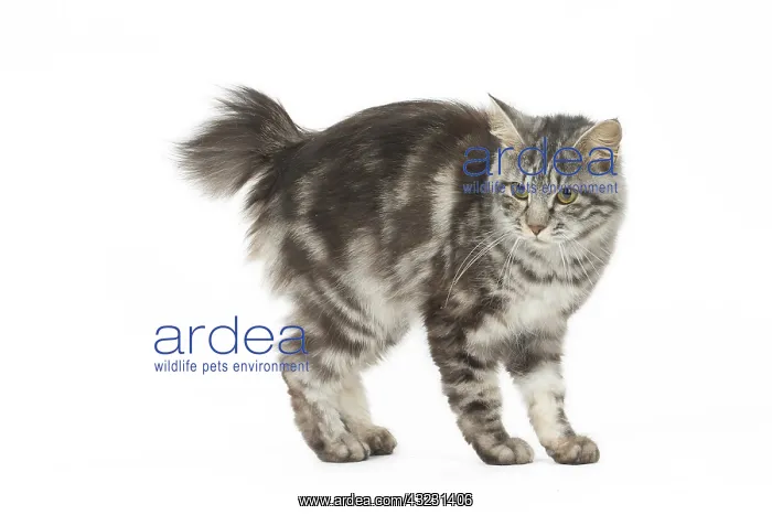  : Kurilian Bobtail Cat