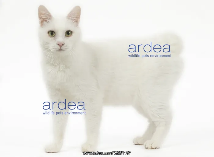  : Kurilian Bobtail Cat