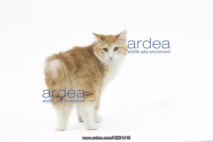  : Kurilian Bobtail Cat