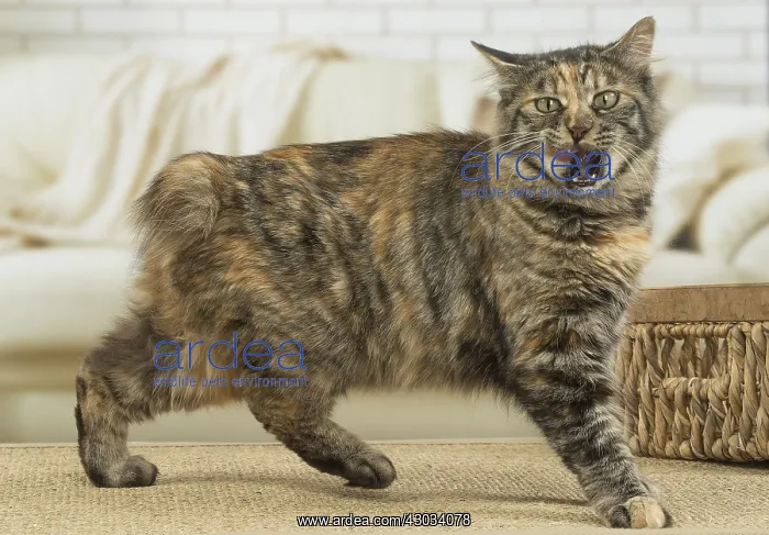  : Kurilian Bobtail Cat indoors