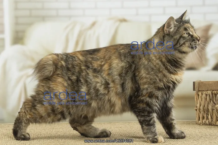  : Kurilian Bobtail Cat indoors