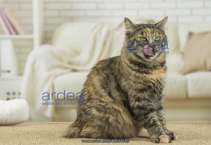  : Kurilian Bobtail Cat indoors