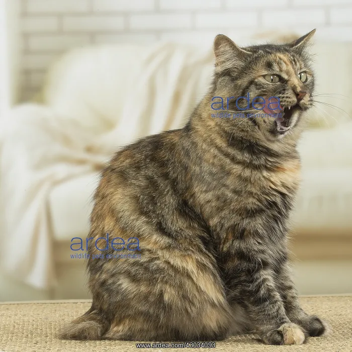  : Kurilian Bobtail Cat indoors