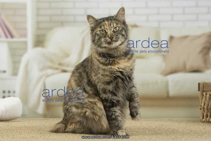  : Kurilian Bobtail Cat indoors