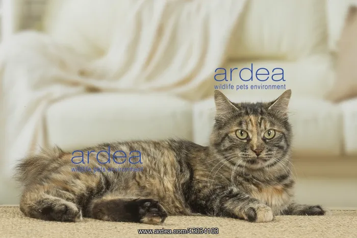  : Kurilian Bobtail Cat indoors