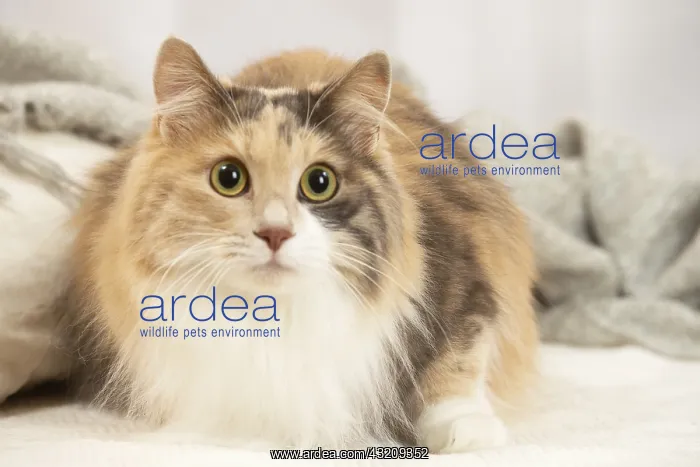: Kurilian Bobtail cat indoors : Kurilian Bobtail cat indoors