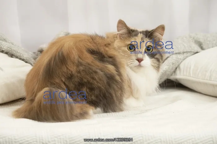  : Kurilian Bobtail cat indoors