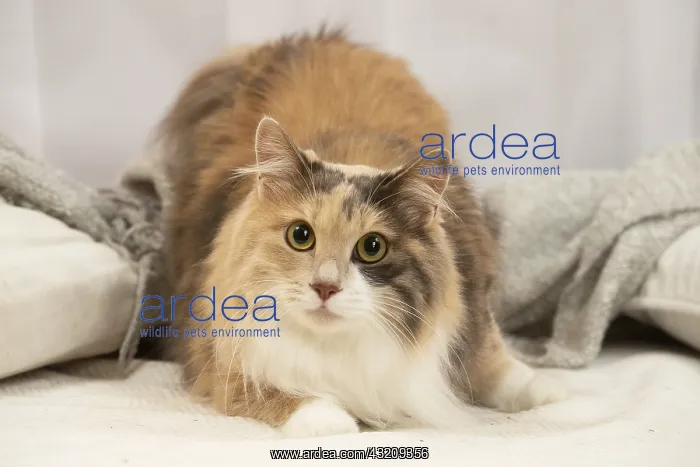 : Kurilian Bobtail cat indoors : Kurilian Bobtail cat indoors