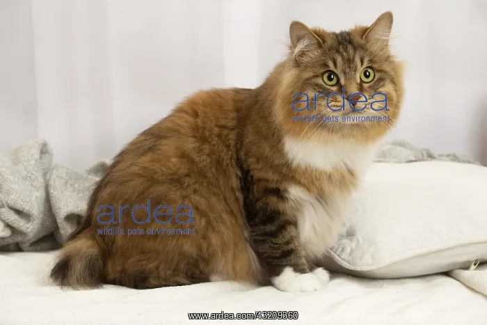 : Kurilian Bobtail cat indoors : Kurilian Bobtail cat indoors
