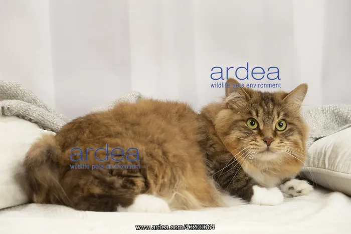 : Kurilian Bobtail cat indoors : Kurilian Bobtail cat indoors