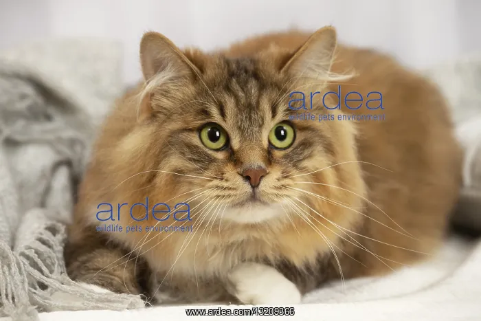 : Kurilian Bobtail cat indoors : Kurilian Bobtail cat indoors