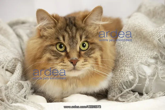 : Kurilian Bobtail cat indoors : Kurilian Bobtail cat indoors