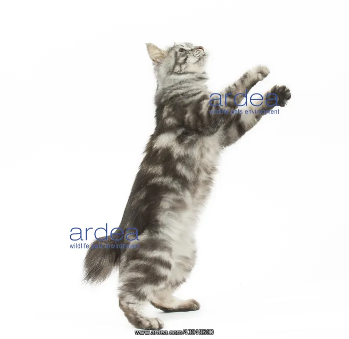 : Kurilian Bobtail Cat standing on hind legs : Kurilian Bobtail Cat standing on hind legs
