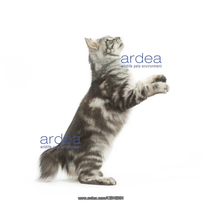 : Kurilian Bobtail Cat standing on hind legs : Kurilian Bobtail Cat standing on hind legs