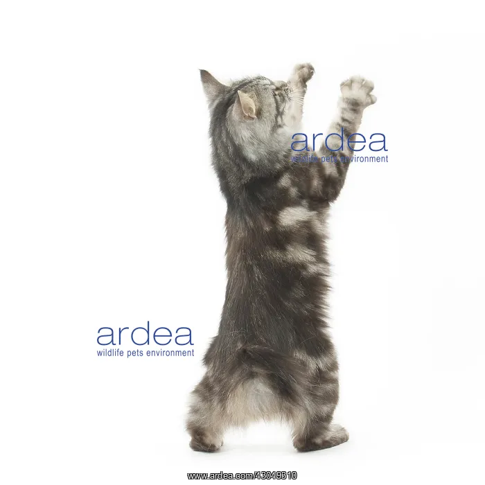 : Kurilian Bobtail Cat standing on hind legs : Kurilian Bobtail Cat standing on hind legs